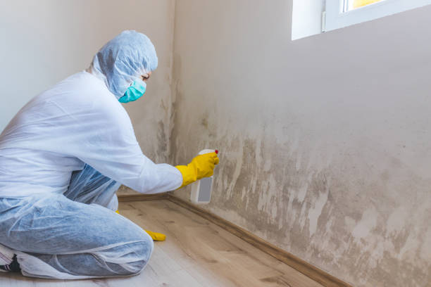 Licensed Attic Mold Remediation service in Round Hill, VA - Car Mold Remediation