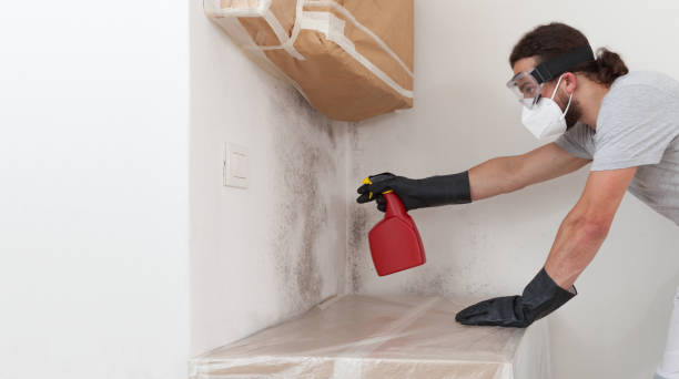 Professional Attic Mold Remediation technician working in Round Hill, VA