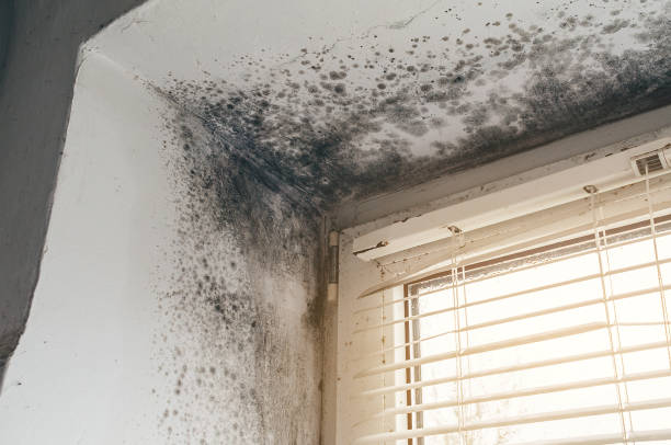 Affordable Attic Mold Remediation solutions in Round Hill, VA